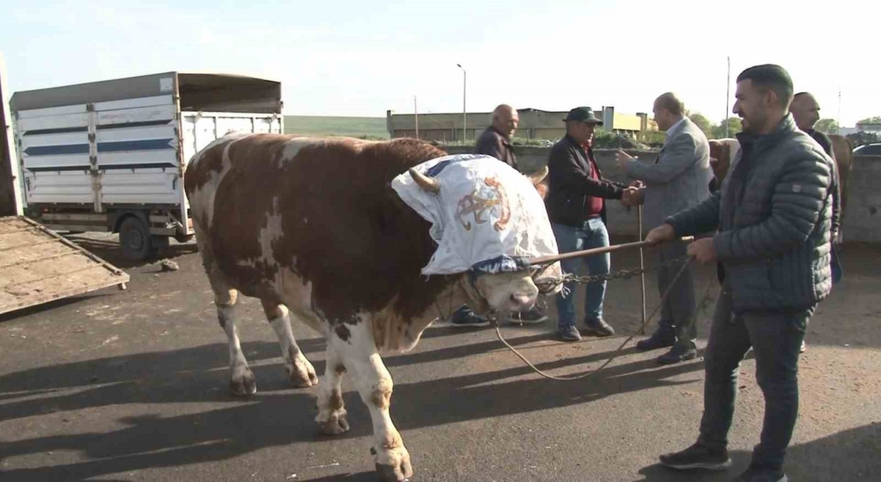 Karsta 900 kiloluk boğa 300 bin TLye satıldı