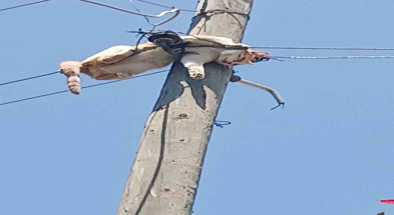 Karsta elektrik direğinde mahsur kalan kedi kurtarıldı
