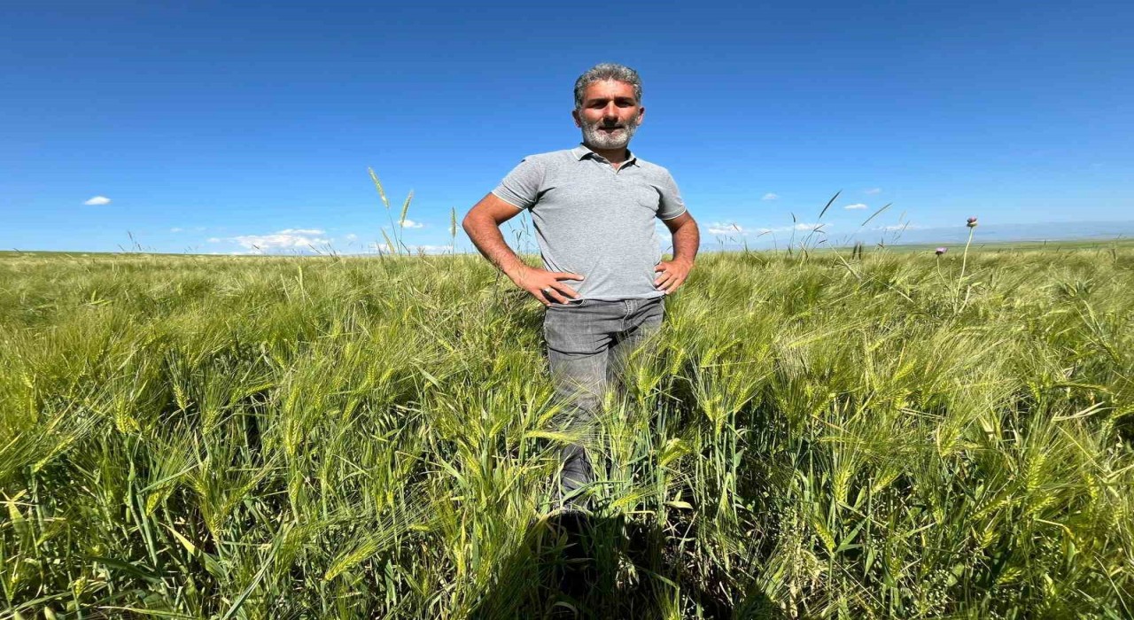 Karsta tarım arazilerinde yerli ve milli arpa bereketi