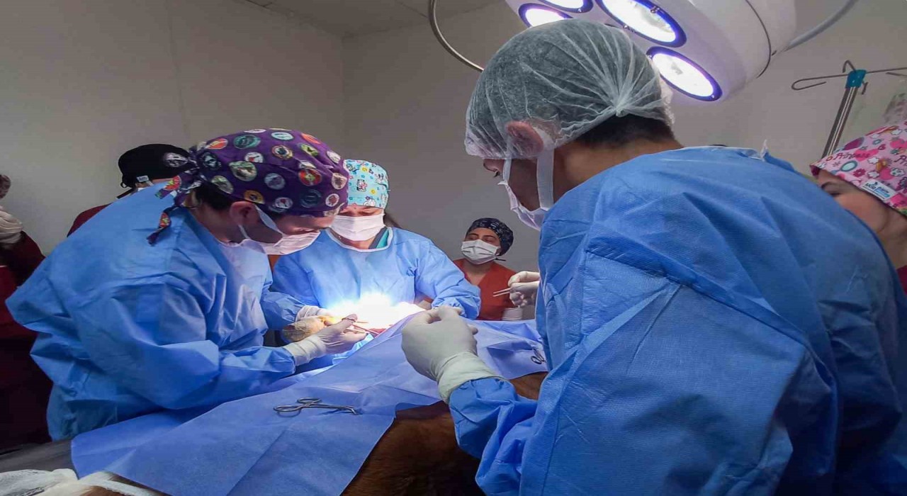 Kastamonu Üniversitesinde 5 ayda 334 hayvan tedavi edildi