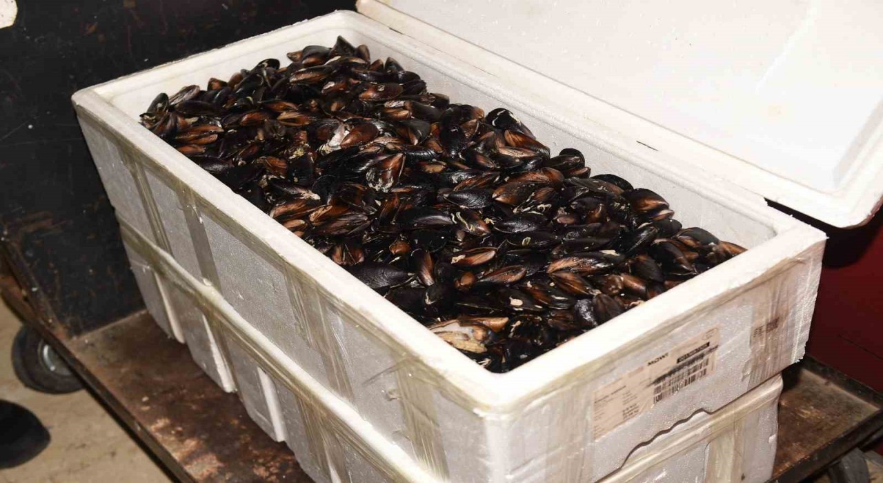 Kastamonuda 45 kilogram sağlıksız midye ele geçirildi
