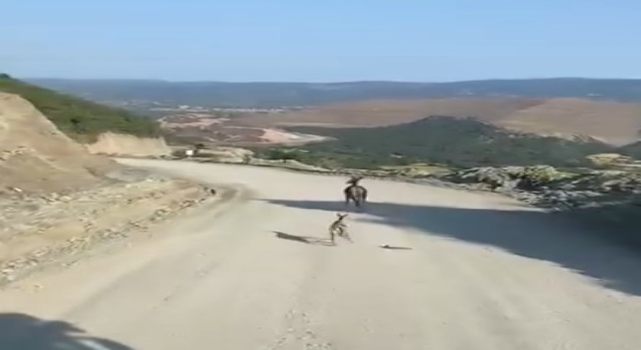 Kastamonuda ayağı kırık yavru ceylan için ekipler harekete geçti