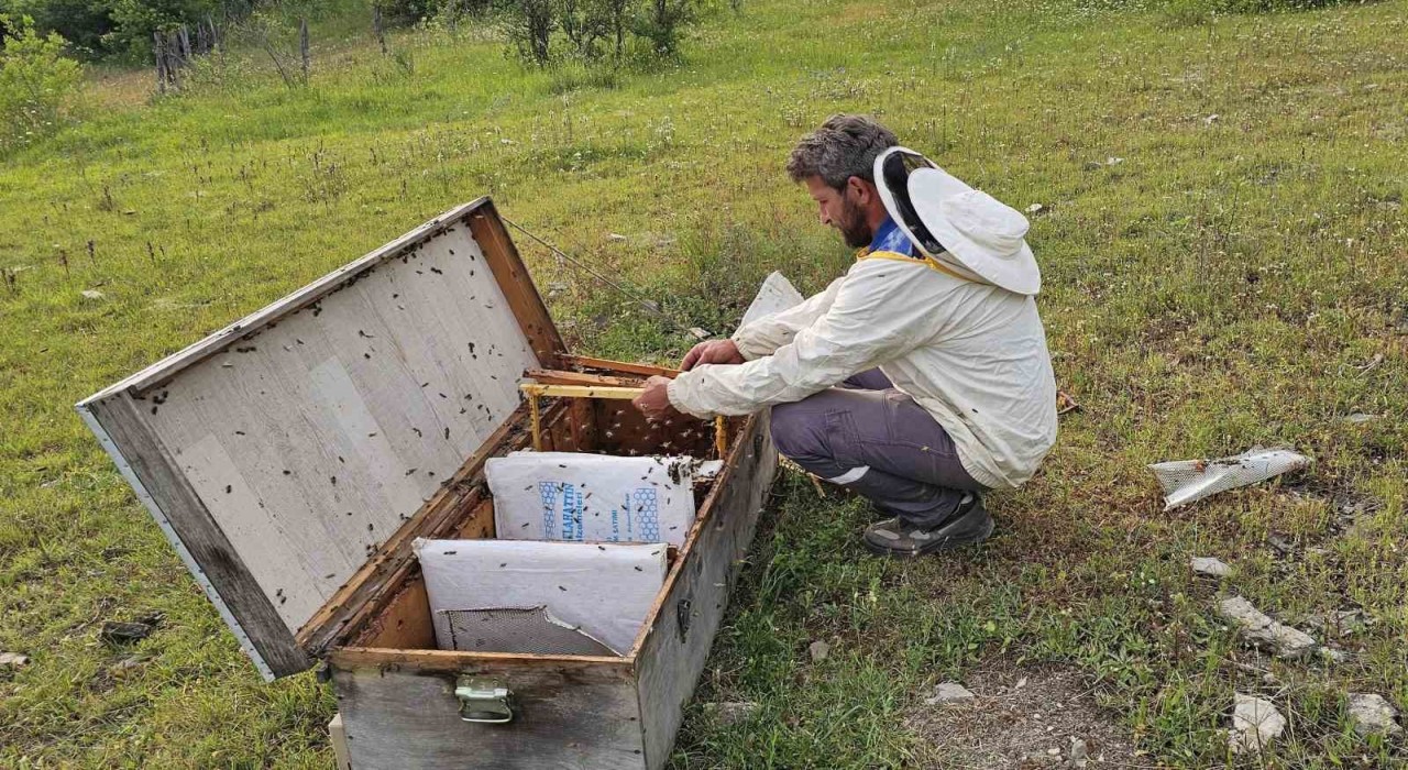 Kastamonuda ayı bal kovanlarını parçaladı