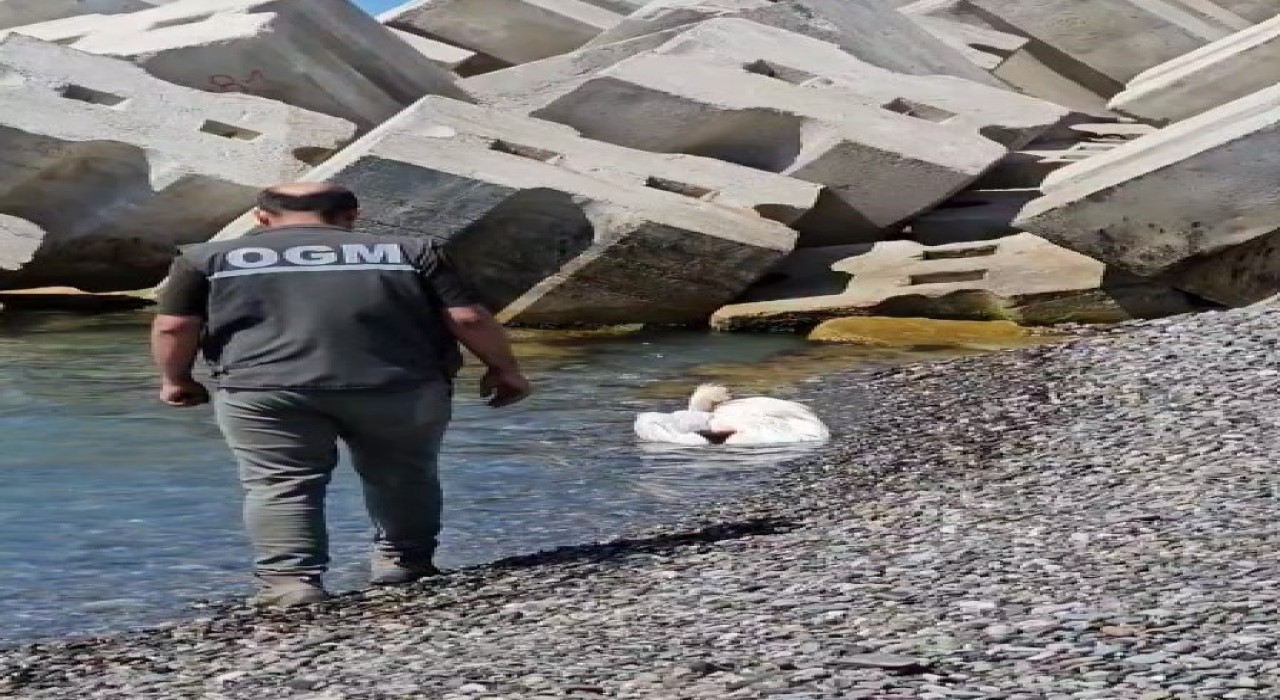 Kastamonuda sahilde yaralı halde bulunan pelikan, tedavi altına alındı