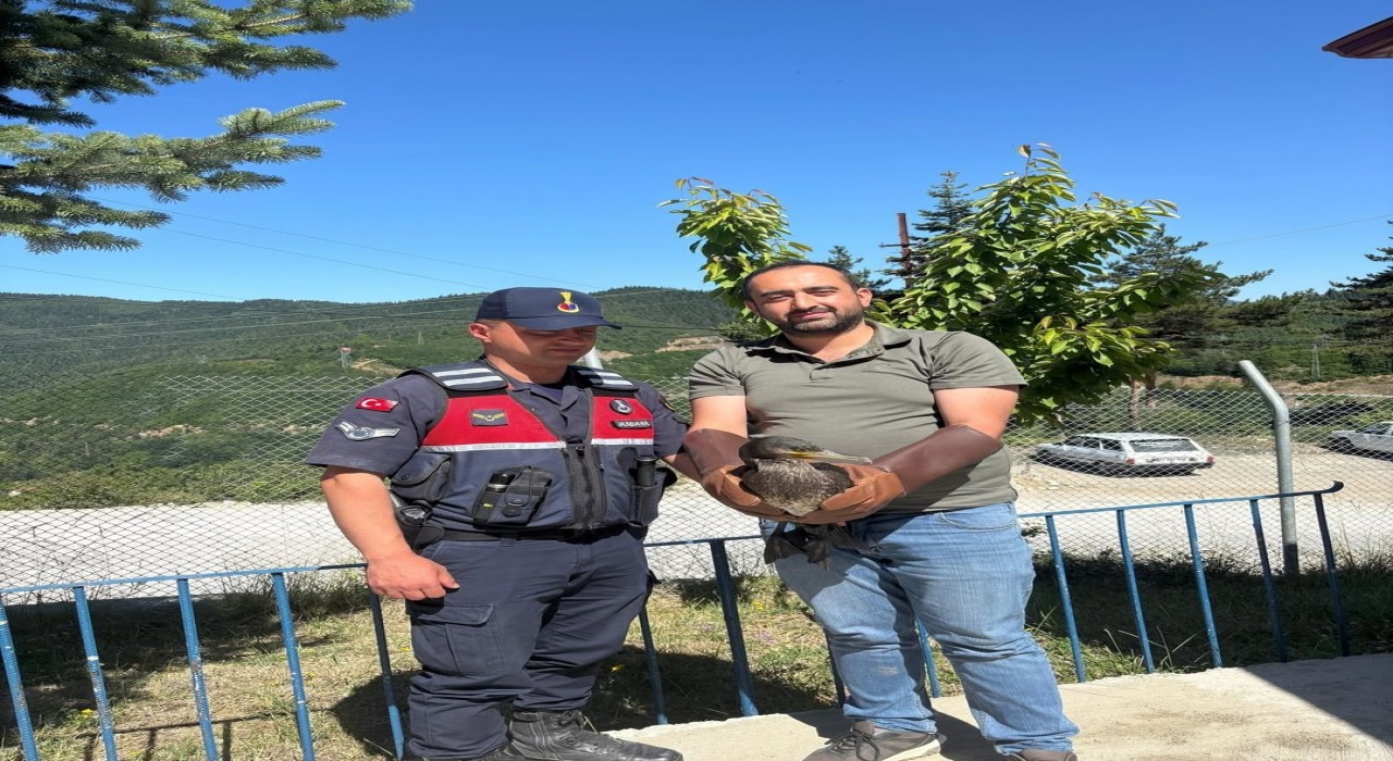 Kastamonuda yaralı halde bulunan karabatak ve karga yeniden doğaya salındı