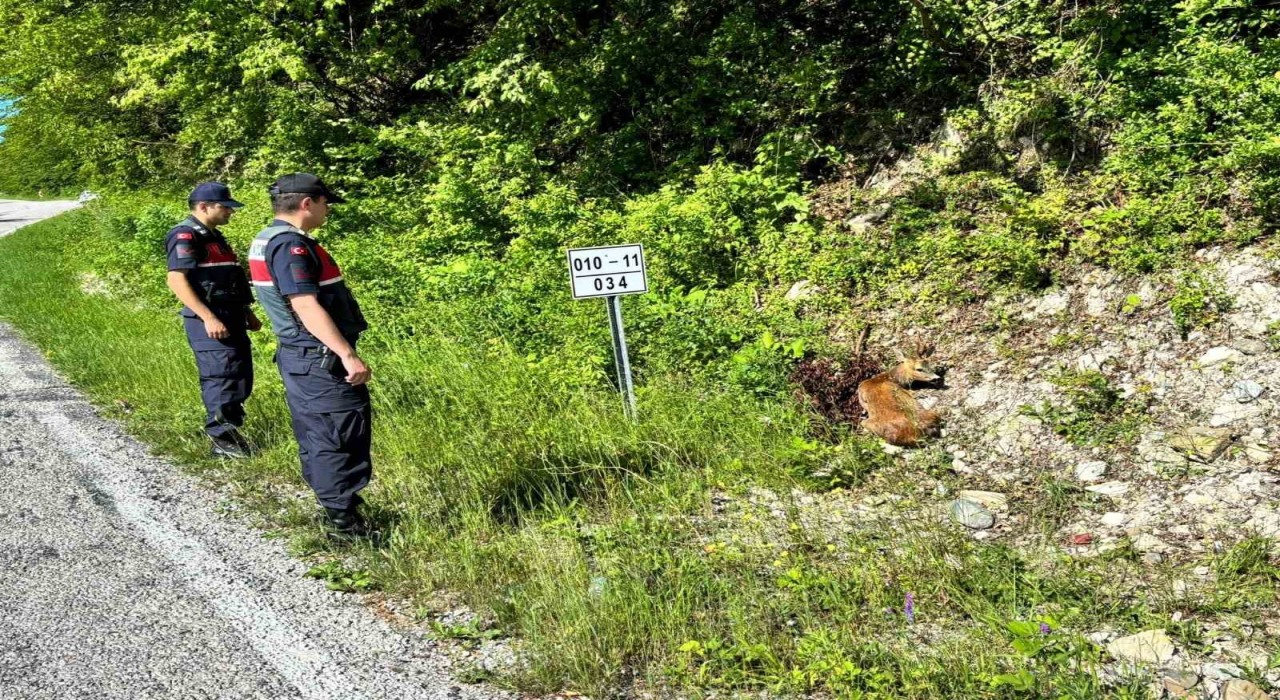 Kastamonuda yaralı halde bulunan karacalar tedavi altına alındı