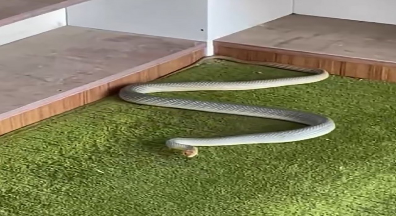 Kastamonuda yılan camiye girdi