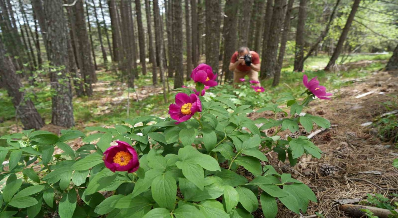 Kazdağlarında yetişen endemik şakayık türünü koparmanın cezası 557 bin TL