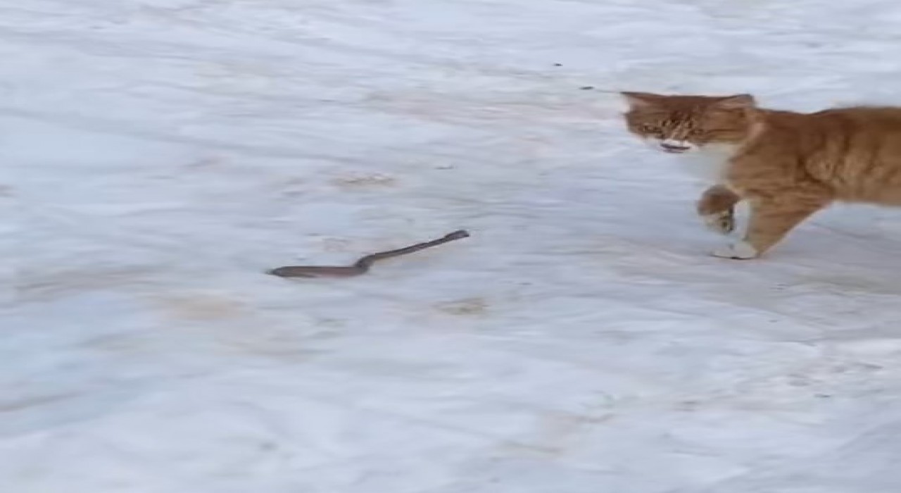 Kedinin yılanla mücadelesi kameraya yansıdı