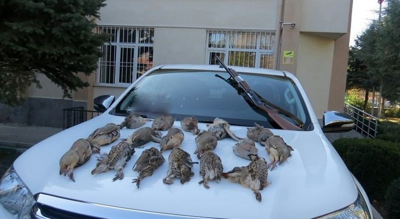 Keklik kalmadı keneler çoğaldı