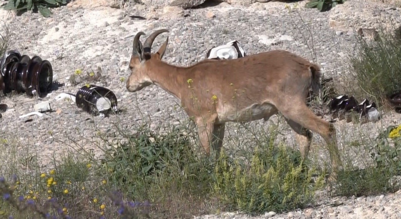 Kemaliyede şantiye sahasına giren yaban keçisi görüntülendi