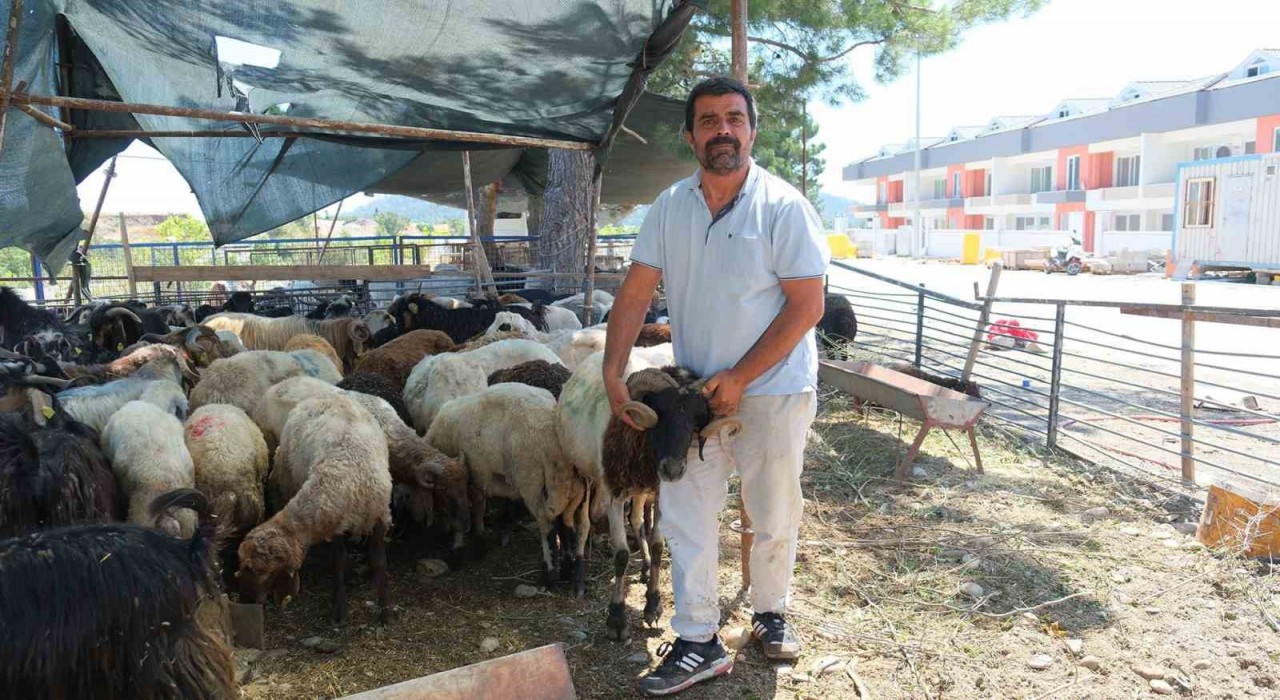 Kemer Belediyesinde kurban satış alanlarında denetim