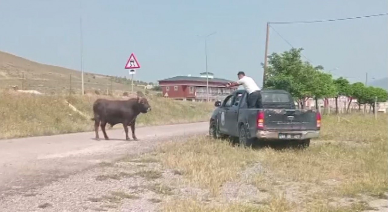 Kesimden kaçan tosun, uyuşturucu iğneyle sakinleştirildi