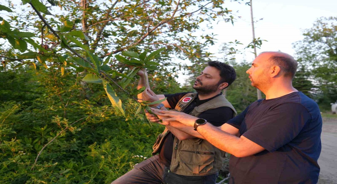 Kestane ağaçlarını kurutan gal arısıyla mücadele sürüyor: Kestane balında verimin artması bekleniyor