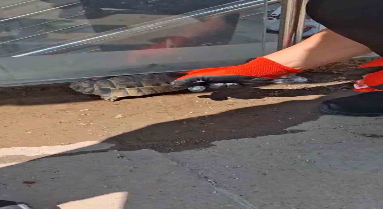 Kırıkkalede cam korkuluk ile zemin arasına sıkışan kaplumbağayı itfaiye kurtardı