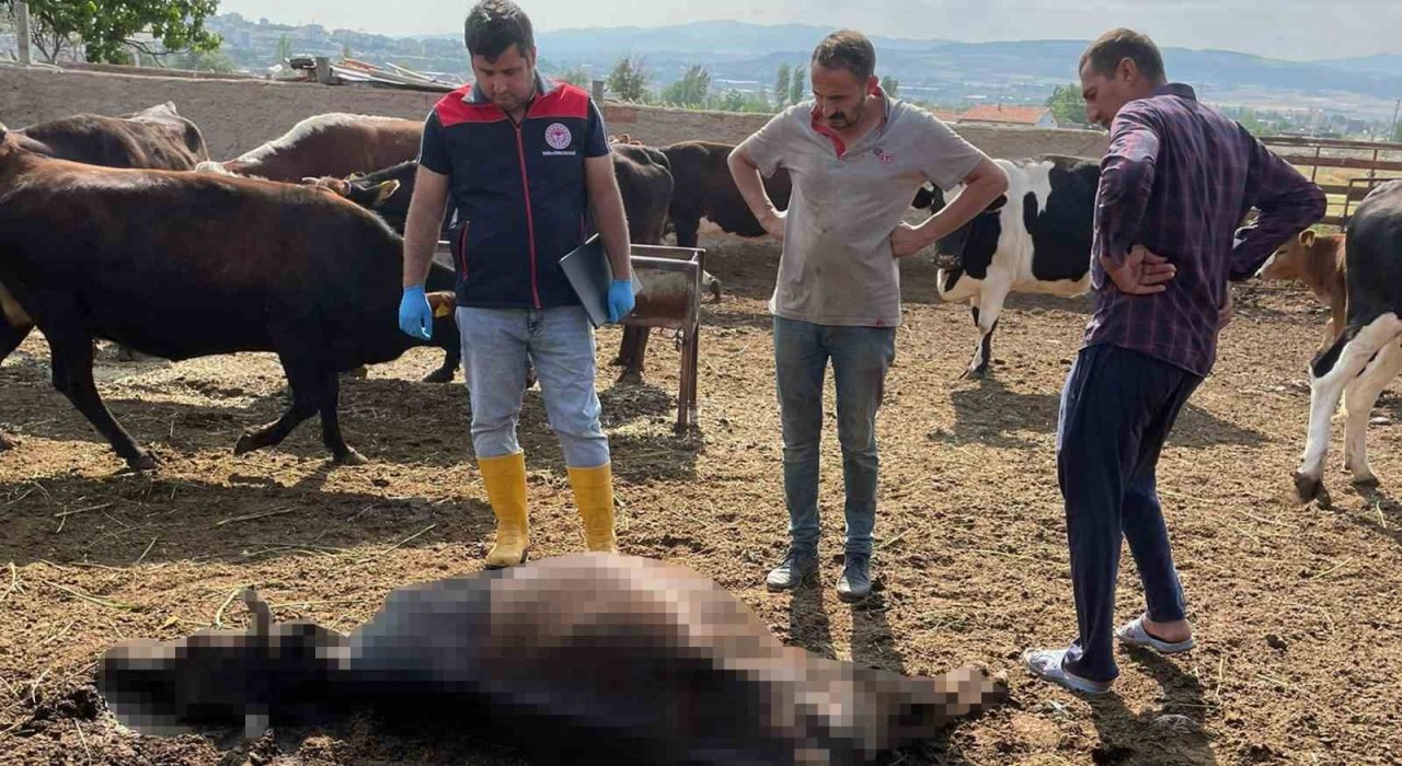 Kırıkkalede yıldırım düşmesi sonucu 6 büyükbaş hayvan telef oldu