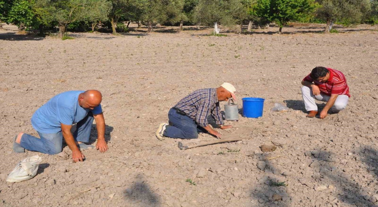 Kırkağaç Kavununda tohumlar toprakla buluştu