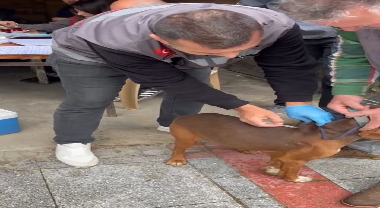 Kırklarelinde evcil hayvanlara kuduz aşılaması yapılıyor