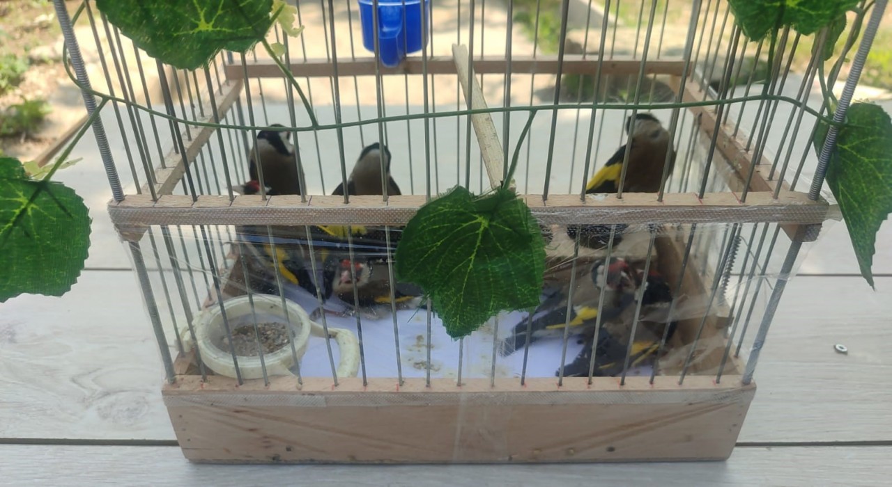 Kırşehirde saka kuşu avcılarına operasyon: 2 kişi yakalandı