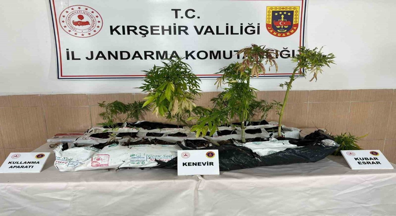 Kırşehirde uyuşturucu operasyonu: 40 kök kenevir ele geçirildi