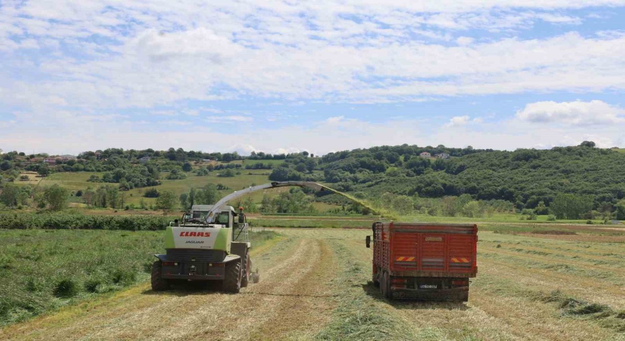 Kocaelide süt otu hasadı başladı