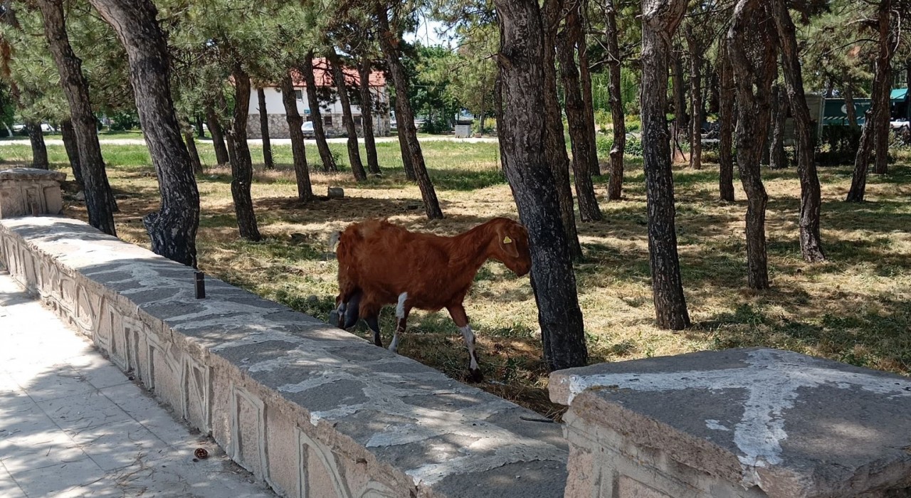 Konyada firari keçiler ekipler tarafından bulundu