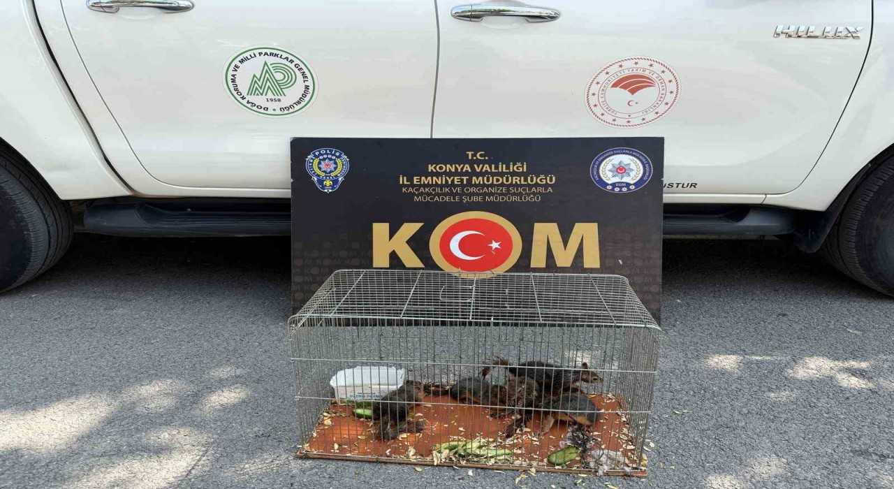 Konyada yasadışı sincap ticaretine operasyon