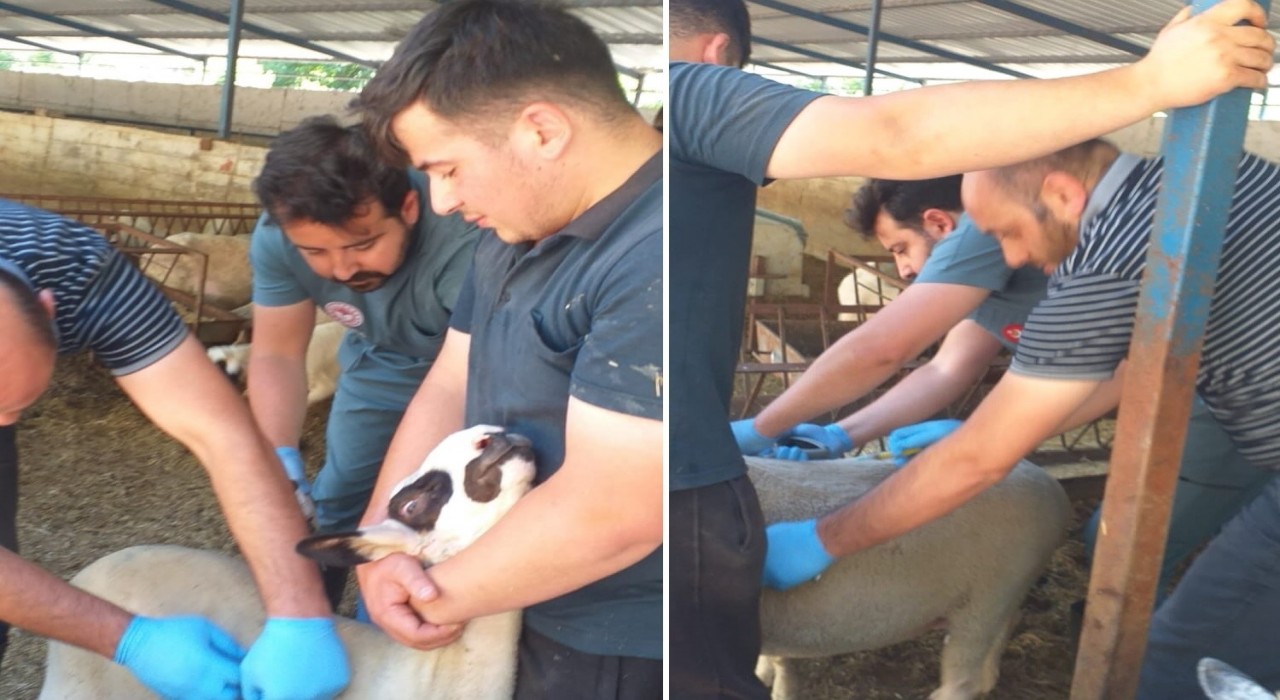 Köşkte hayvan aşı çalışmalarına başlandı