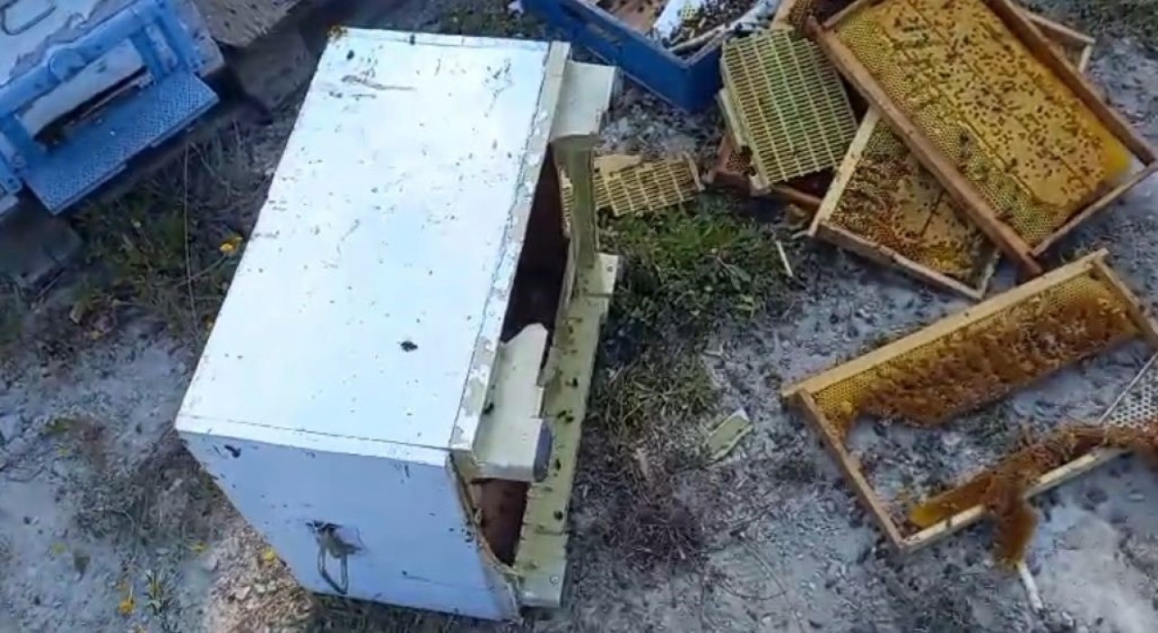 Kovanlarına ayı saldırdı: Şükür bir tanesini parçalamış, ayımız medeniymiş