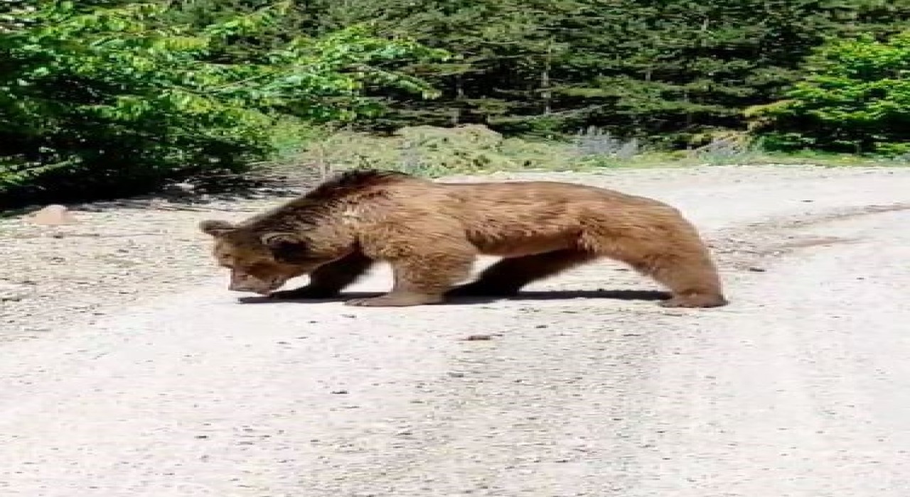 Köy yoluna inen boz ayı görüntülendi