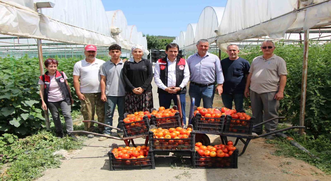 ‘Küçük Antalya Amasyada domates hasadı başladı