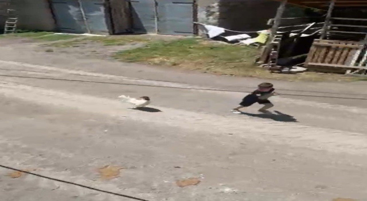 Küçük çocuğun horozla imtihanı: Horoz kovaladı minik Ömer Arda kaçtı