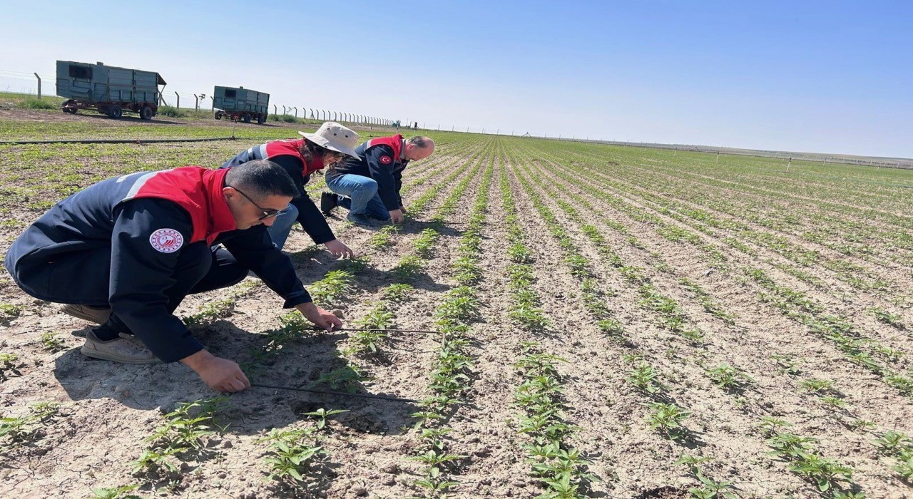 Kuluda kenevir ekimi yapılan arazide inceleme