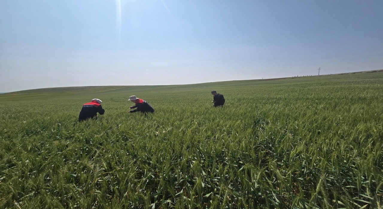 Kuluda süne zararlısıyla mücadele çalışmaları