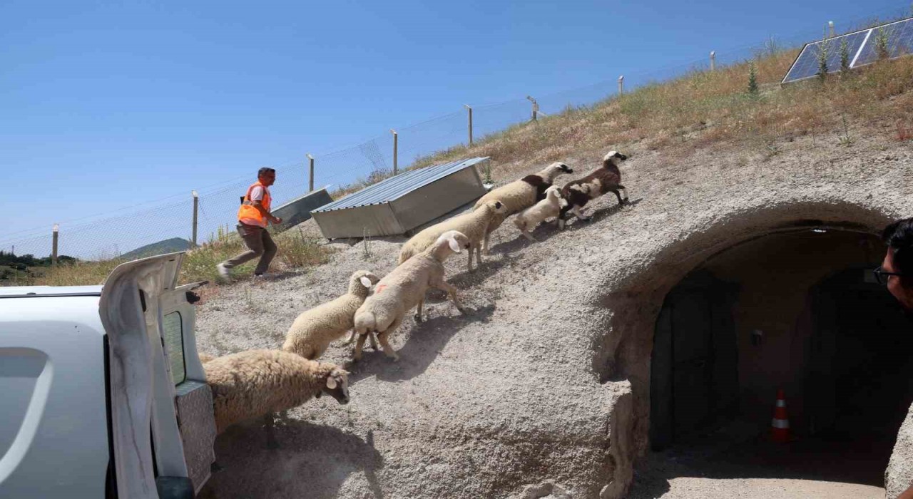 Kurban Bayramında kaçan hayvanları, belediye sahibine teslim etti