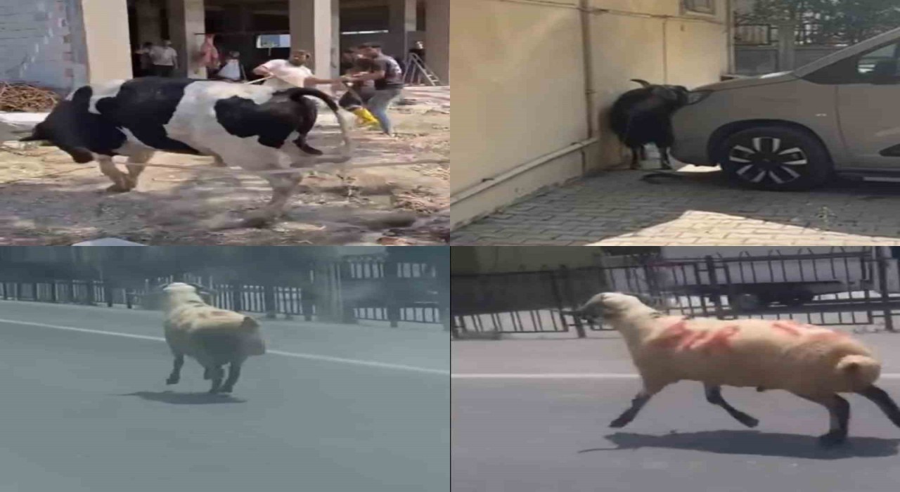 Kurbanlıklar firarda