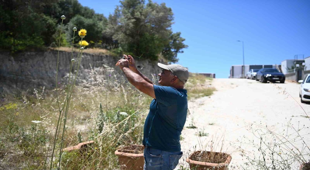 Kuşadasının sembolü Tülüşah çiçek açtı