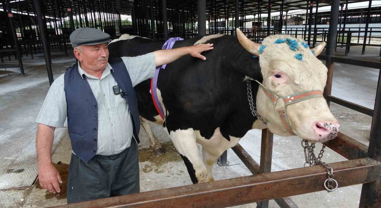 Kütahyada 1 ton 200 kiloluk kurbanlık 350 bin TLye satıldı