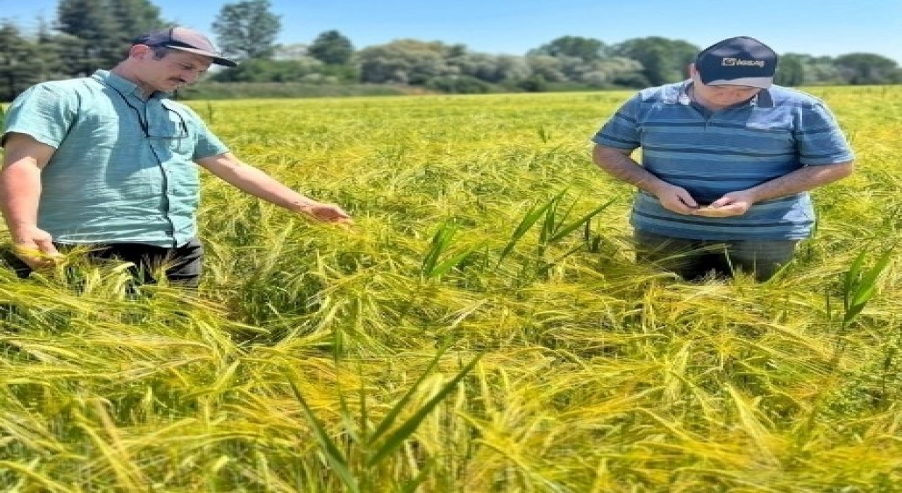 Kütahyada sertifikalı arpaların tarla kontrolleri yapıldı