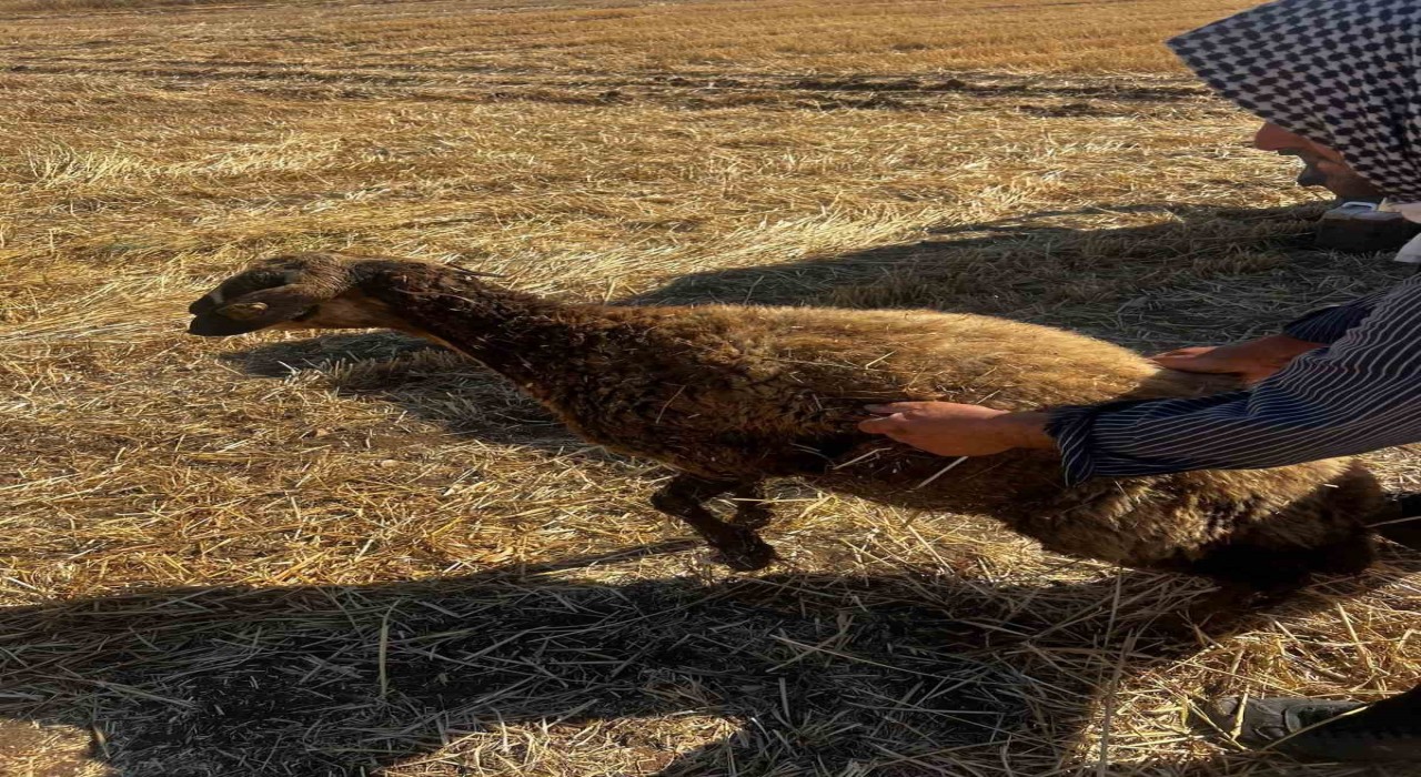 Kuyuya düşen koyunu itfaiye kurtardı