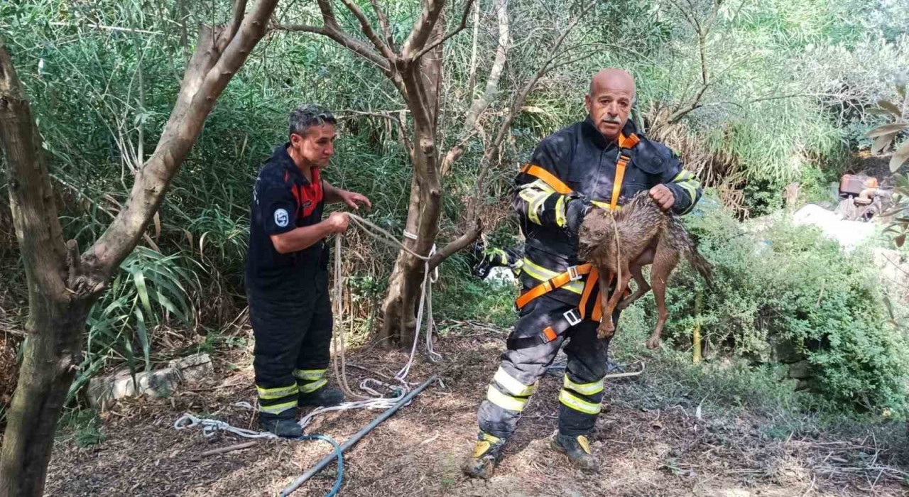 Kuyuya düşüp mahsur kalan çakal kurtarıldı