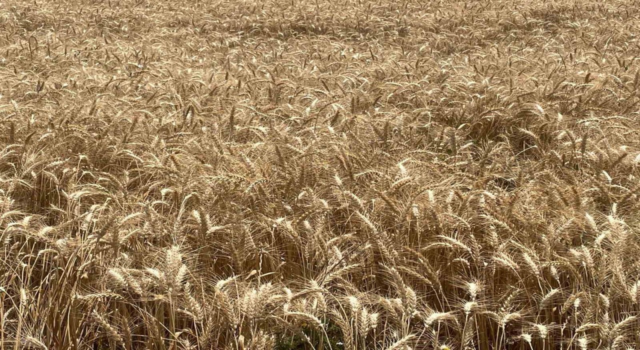 Makarnalık buğdayın tonu 2 bin 760 lira arttı