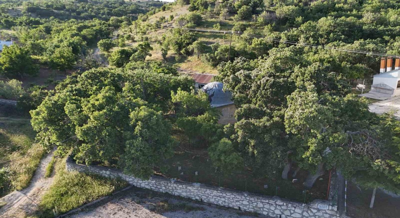 Malatyada 800 yıllık Menengiç ağacı zamana direniyor