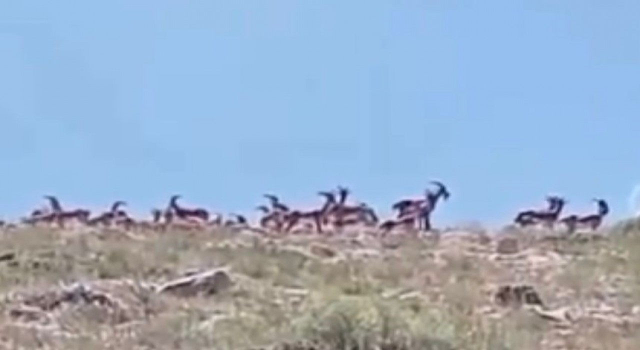 Malatyada sürü halindeki yaban keçileri görüntülendi