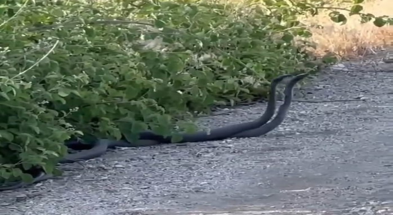 Malatyada yılanların çiftleşme dansı kameraya yansıdı