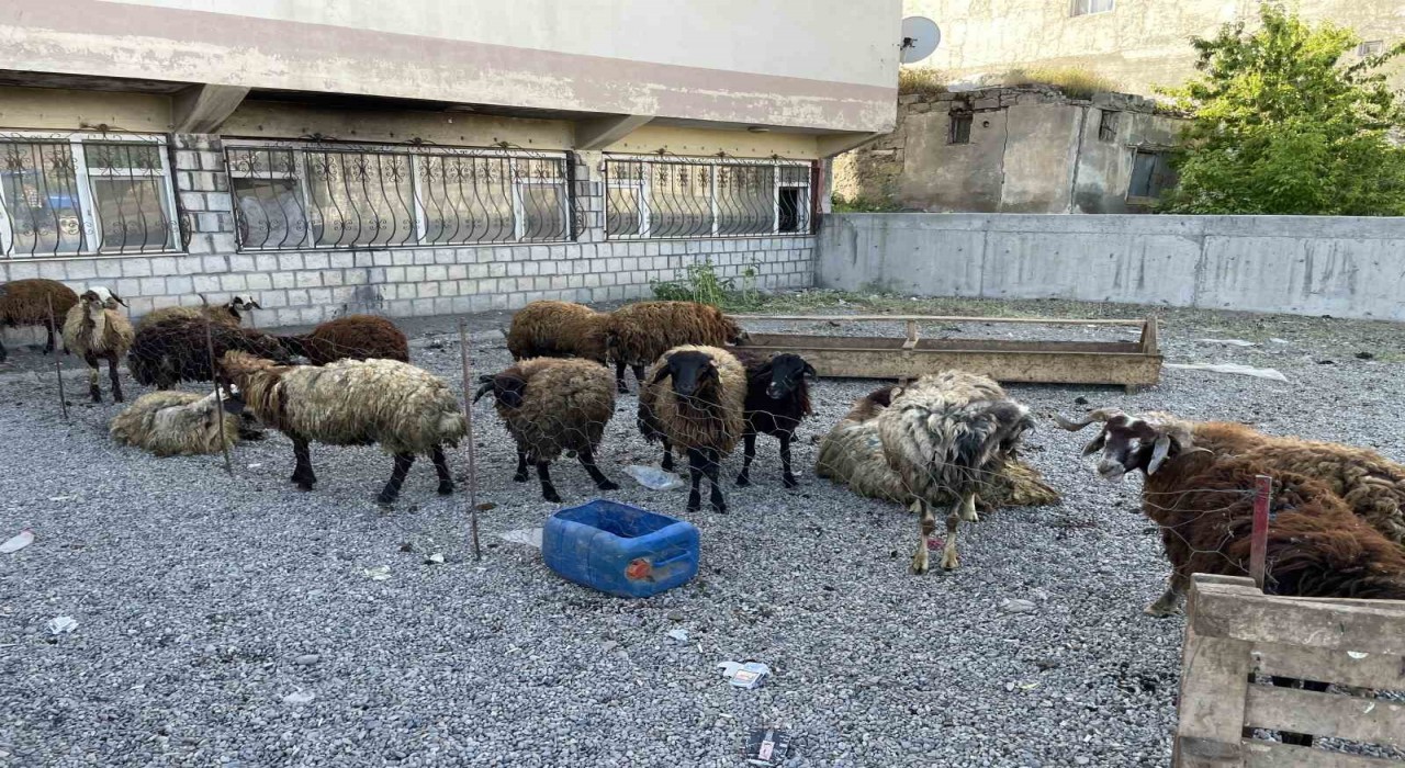 Malazgirtte küçükbaş kurbanlıklar satışa çıkarıldı