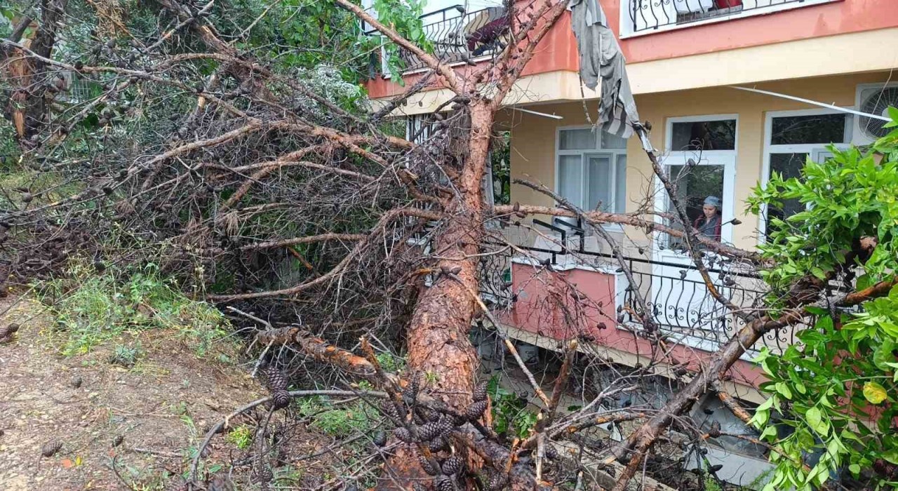Manavgatta dev ağaç binanın üzerine devrildi