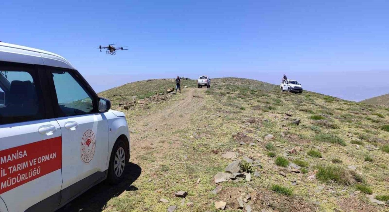 Manisada çekirgeye karşı havadan ve karadan mücadele