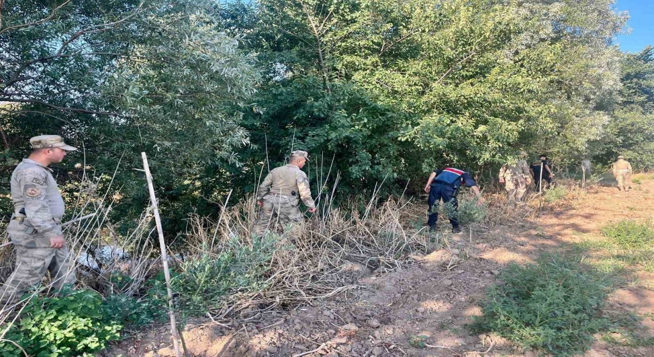 Manisada yasadışı kenevir ekim alanlarına sıkı denetim
