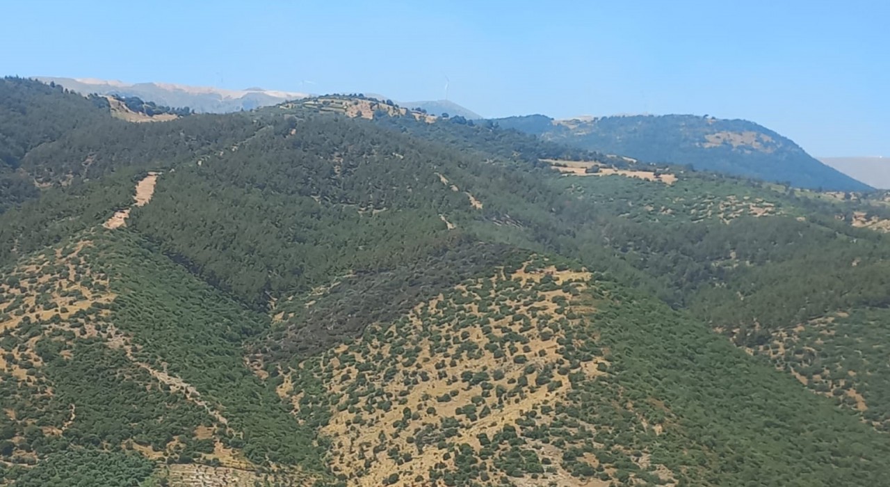 Manisadaki orman yangını 2 saatte söndürüldü